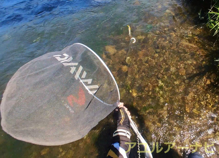 アユルアーフィッシングで釣れた鮎をキャッチしている画像